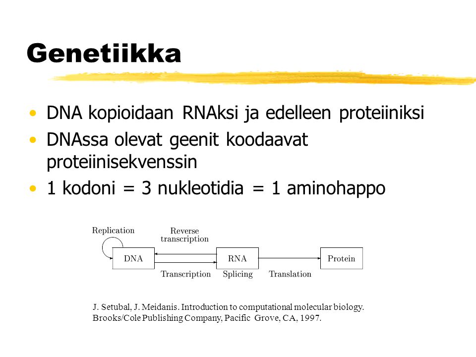 Genetiikka DNA kopioidaan RNAksi ja edelleen proteiiniksi DNAssa olevat geenit koodaavat proteiinisekvenssin 1 kodoni = 3 nukleotidia = 1 aminohappo J.