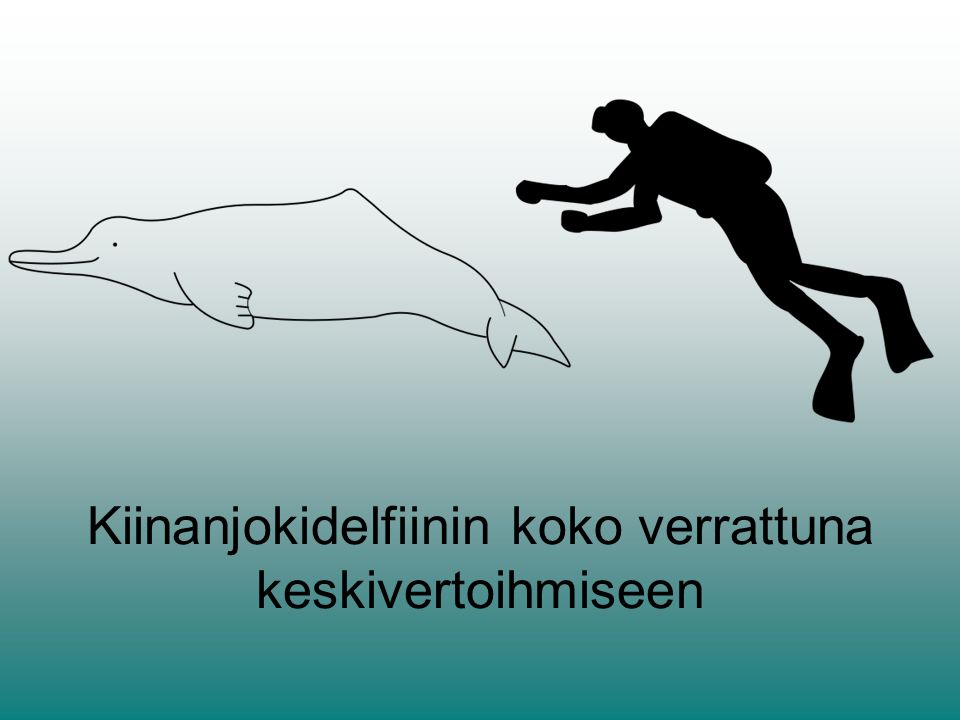 Kiinanjokidelfiinin koko verrattuna keskivertoihmiseen
