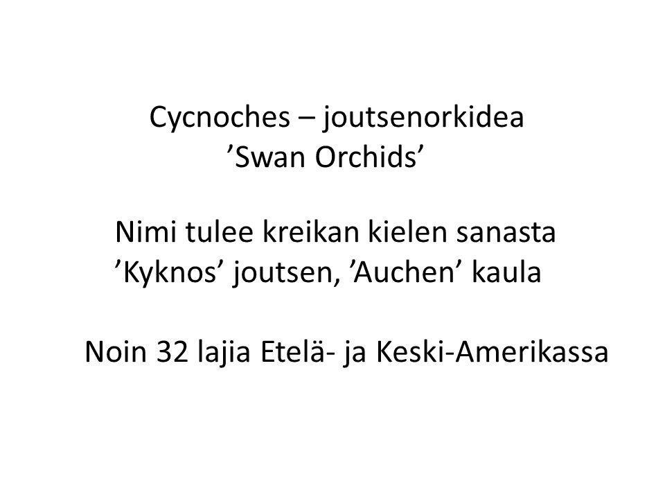 Cycnoches – joutsenorkidea ’Swan Orchids’ Nimi tulee kreikan kielen sanasta ’Kyknos’ joutsen, ’Auchen’ kaula Noin 32 lajia Etelä- ja Keski-Amerikassa