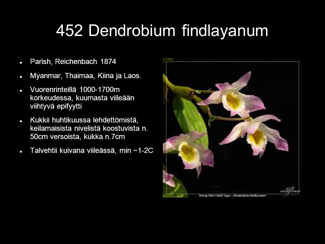 452 Dendrobium findlayanum  Parish, Reichenbach 1874  Myanmar, Thaimaa, Kiina ja Laos.