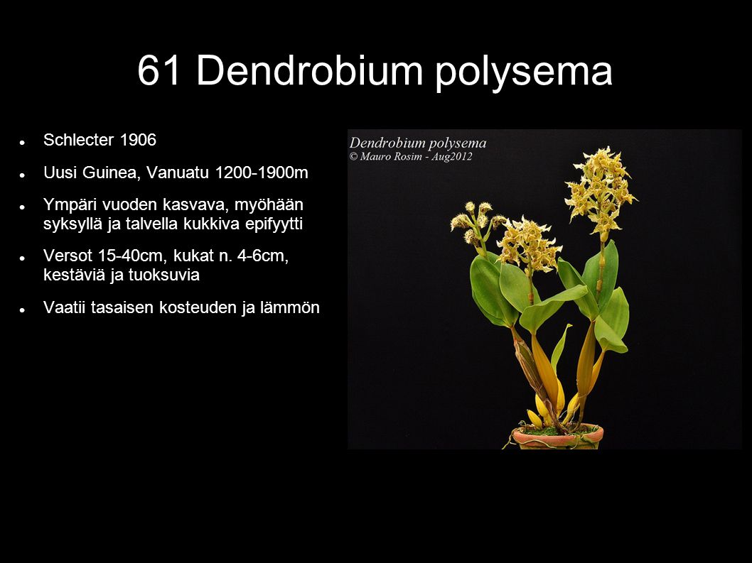 61 Dendrobium polysema  Schlecter 1906  Uusi Guinea, Vanuatu m  Ympäri vuoden kasvava, myöhään syksyllä ja talvella kukkiva epifyytti  Versot 15-40cm, kukat n.