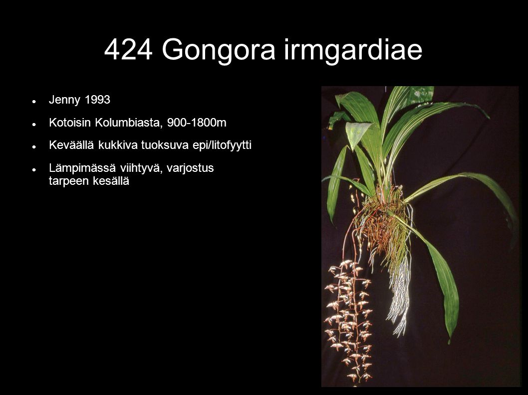 424 Gongora irmgardiae  Jenny 1993  Kotoisin Kolumbiasta, m  Keväällä kukkiva tuoksuva epi/litofyytti  Lämpimässä viihtyvä, varjostus tarpeen kesällä