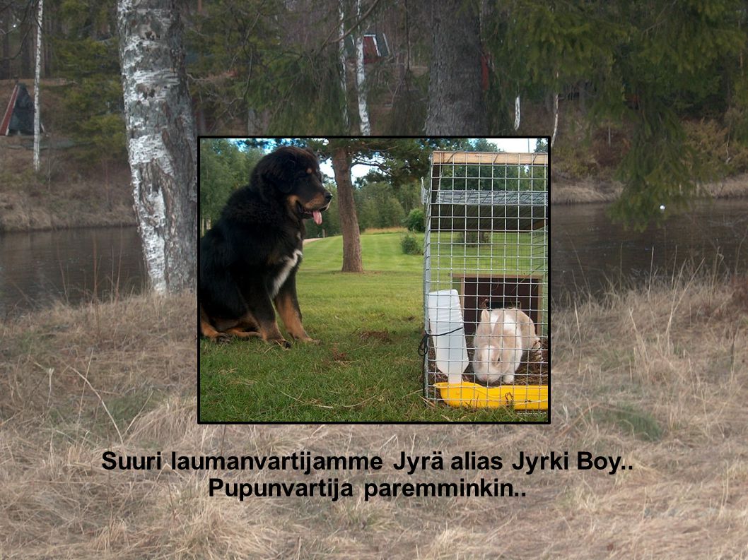 Suuri laumanvartijamme Jyrä alias Jyrki Boy.. Pupunvartija paremminkin..