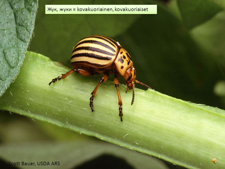 Жук, жуки = kovakuoriainen, kovakuoriaiset Scott Bauer, USDA ARS