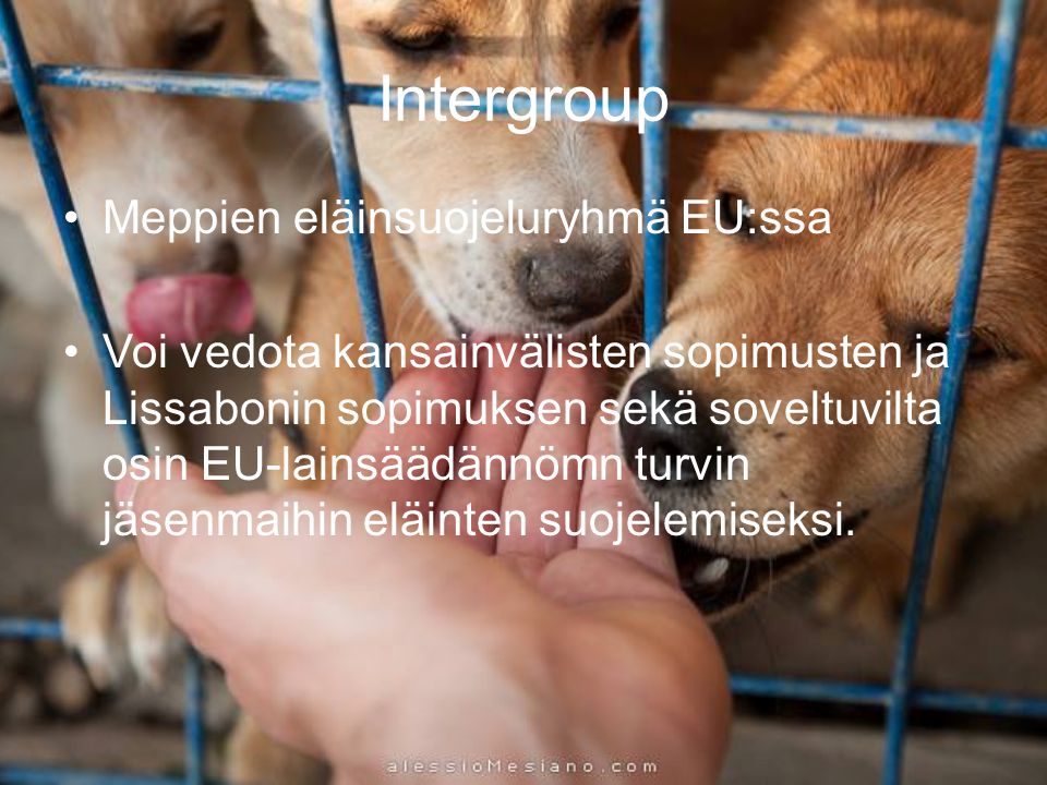 Intergroup •Meppien eläinsuojeluryhmä EU:ssa •Voi vedota kansainvälisten sopimusten ja Lissabonin sopimuksen sekä soveltuvilta osin EU-lainsäädännömn turvin jäsenmaihin eläinten suojelemiseksi.