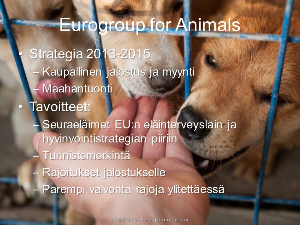 Eurogroup for Animals •Strategia –Kaupallinen jalostus ja myynti –Maahantuonti •Tavoitteet: –Seuraeläimet EU:n eläinterveyslain ja hyvinvointistrategian piiriin –Tunnistemerkintä –Rajoitukset jalostukselle –Parempi valvonta rajoja ylitettäessä