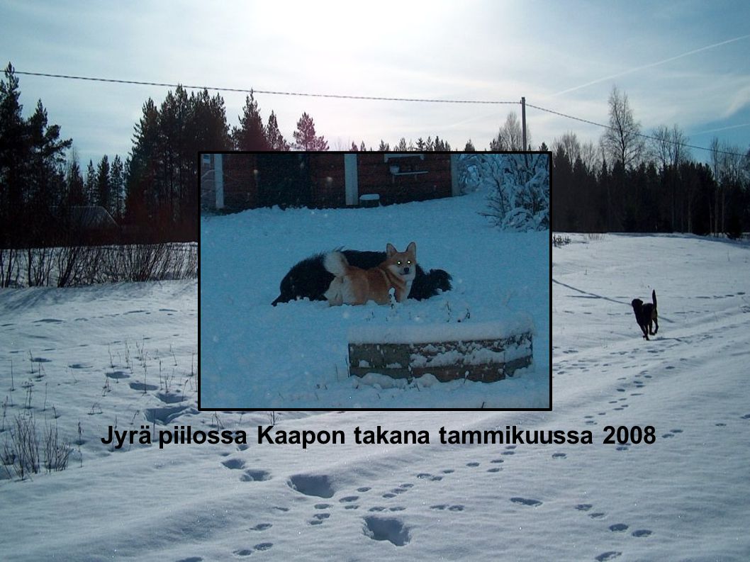 Jyrä piilossa Kaapon takana tammikuussa 2008