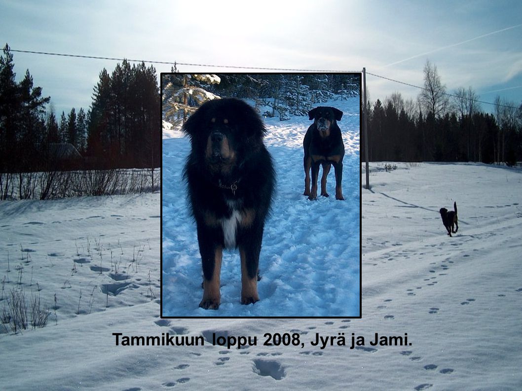 Tammikuun loppu 2008, Jyrä ja Jami.