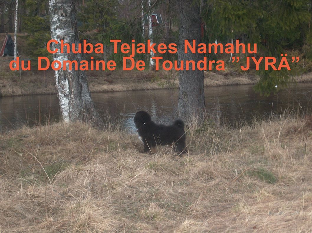 Chuba Tejakes Namahu du Domaine De Toundra JYRÄ