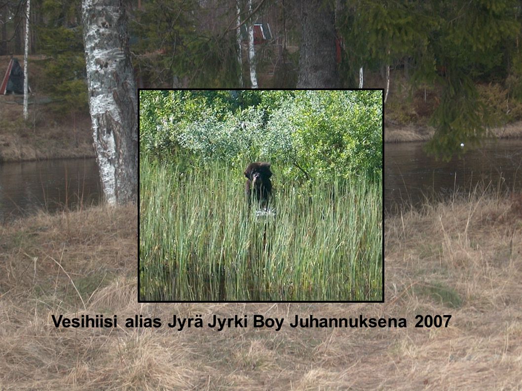 Vesihiisi alias Jyrä Jyrki Boy Juhannuksena 2007