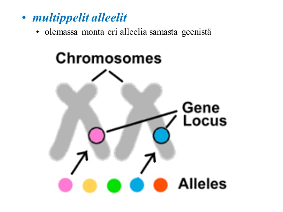 multippelit alleelit olemassa monta eri alleelia samasta geenistä