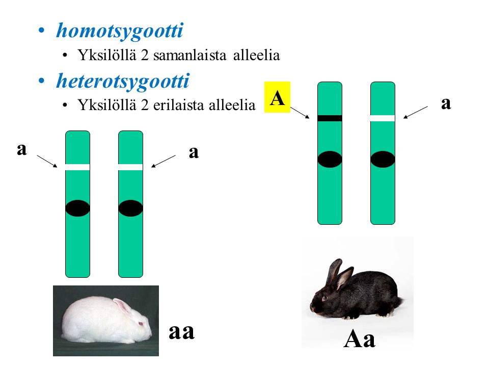 homotsygootti Yksilöllä 2 samanlaista alleelia heterotsygootti Yksilöllä 2 erilaista alleelia a a aa A a Aa