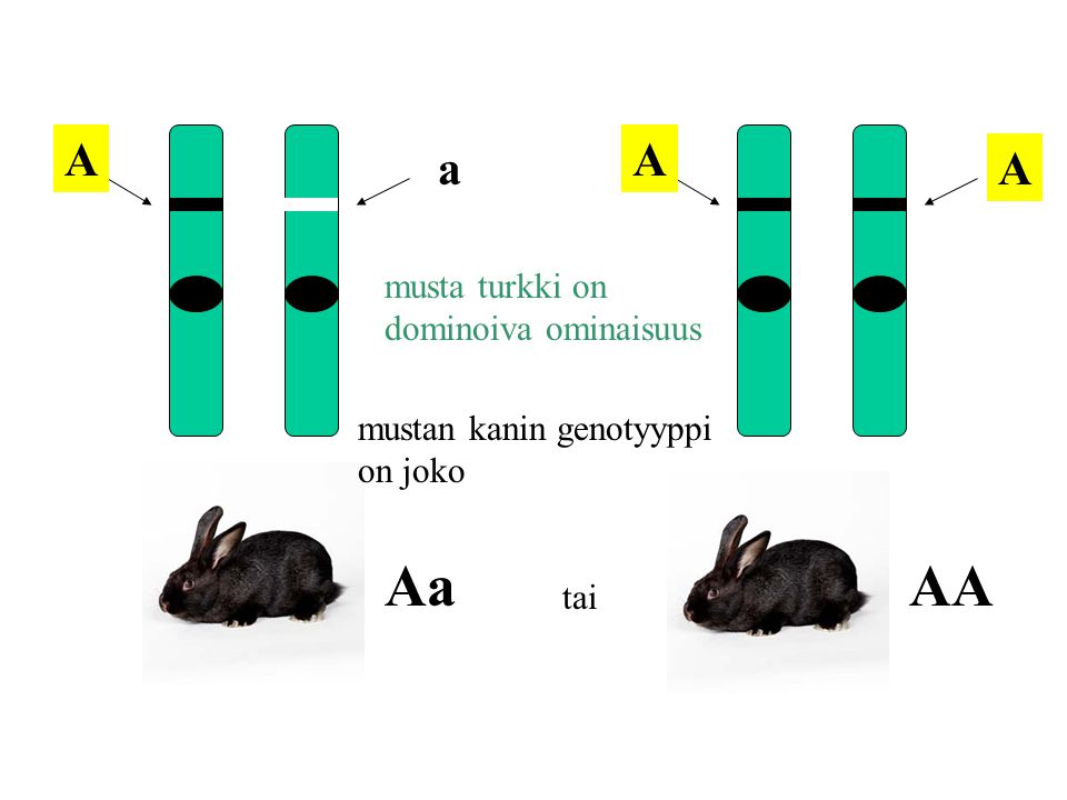 A a Aa A A AA musta turkki on dominoiva ominaisuus mustan kanin genotyyppi on joko tai