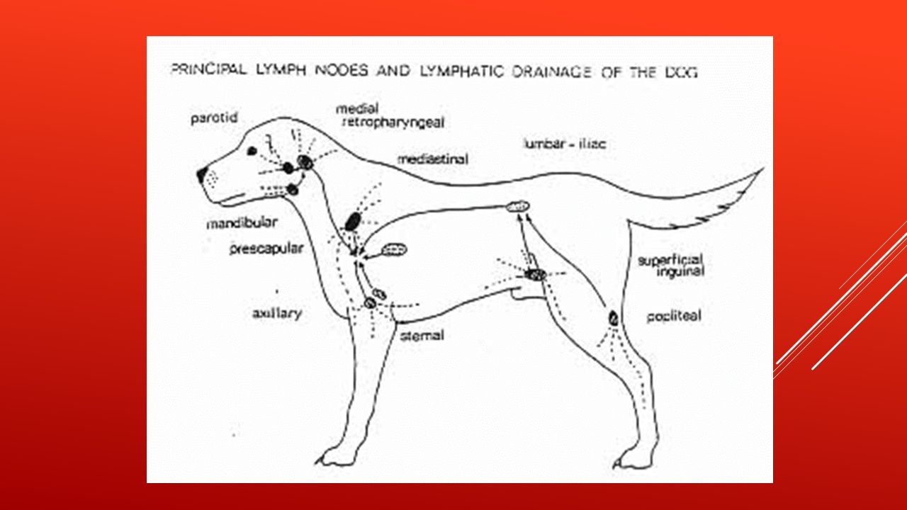 У собаки воспалились лимфоузлы. Анатомия собаки лимфатическая система. Где у собаки лимфатические узлы. Лимфатическая система собаки расположение. Лимфатическая система собаки схема.