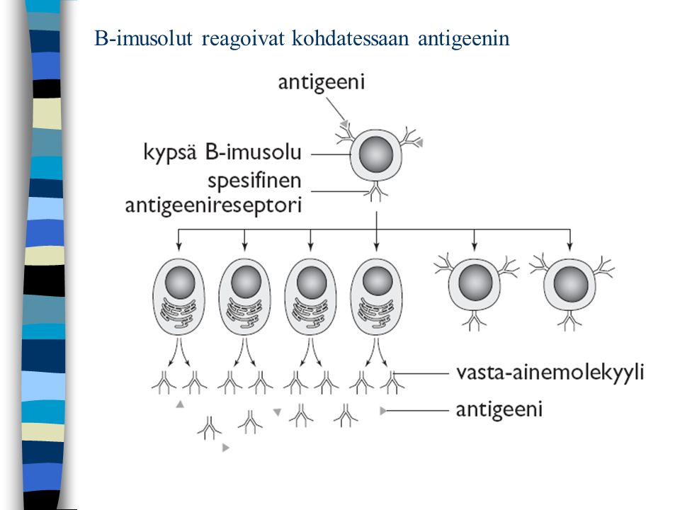 B-imusolut reagoivat kohdatessaan antigeenin