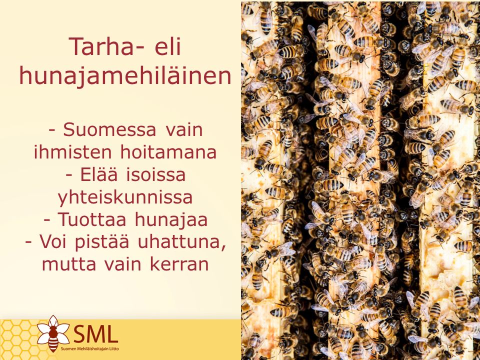 Tarha- eli hunajamehiläinen - Suomessa vain ihmisten hoitamana - Elää isoissa yhteiskunnissa - Tuottaa hunajaa - Voi pistää uhattuna, mutta vain kerran