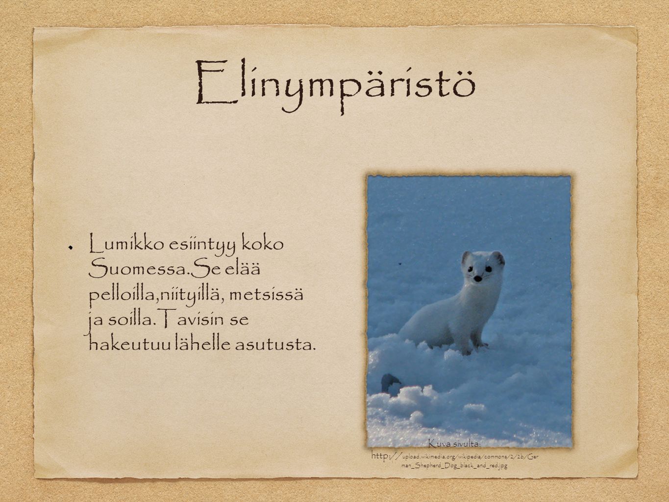 Elinympäristö Lumikko esiintyy koko Suomessa.Se elää pelloilla,niityillä, metsissä ja soilla.Tavisin se hakeutuu lähelle asutusta.