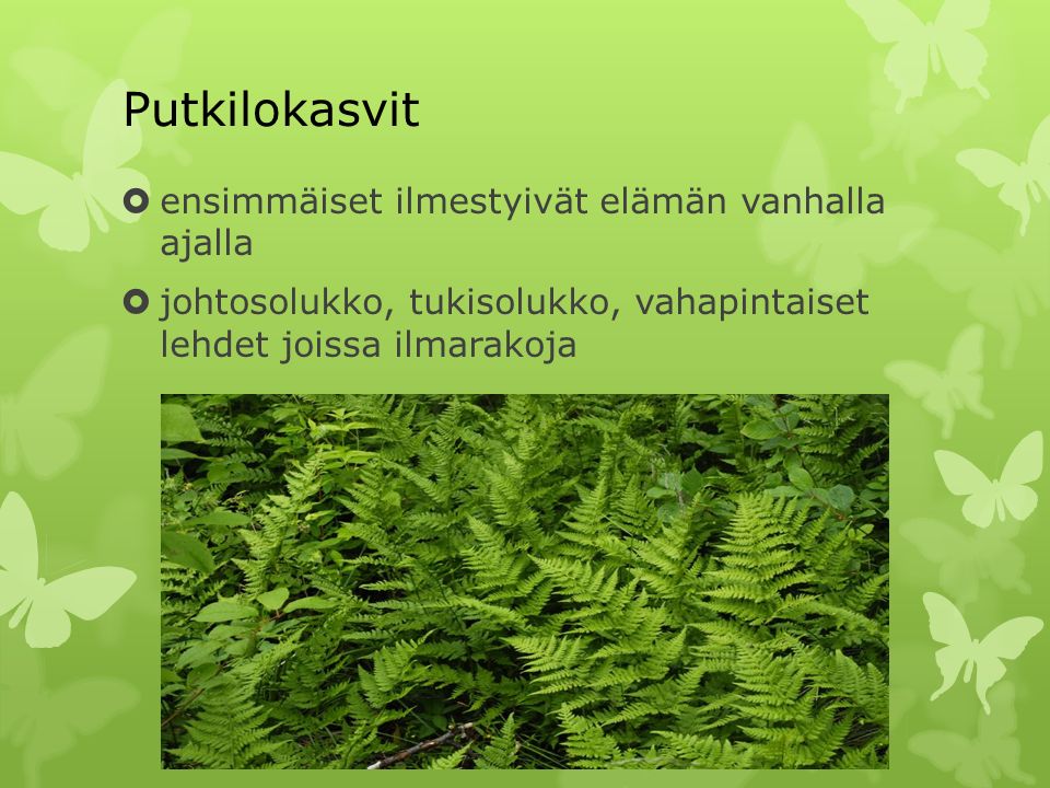 Sammalet  Sopeutuivat ensimmäisinä kasveina maalle  Sekovartisia  Kosteiden paikkojen kasvi  Itiökasveja