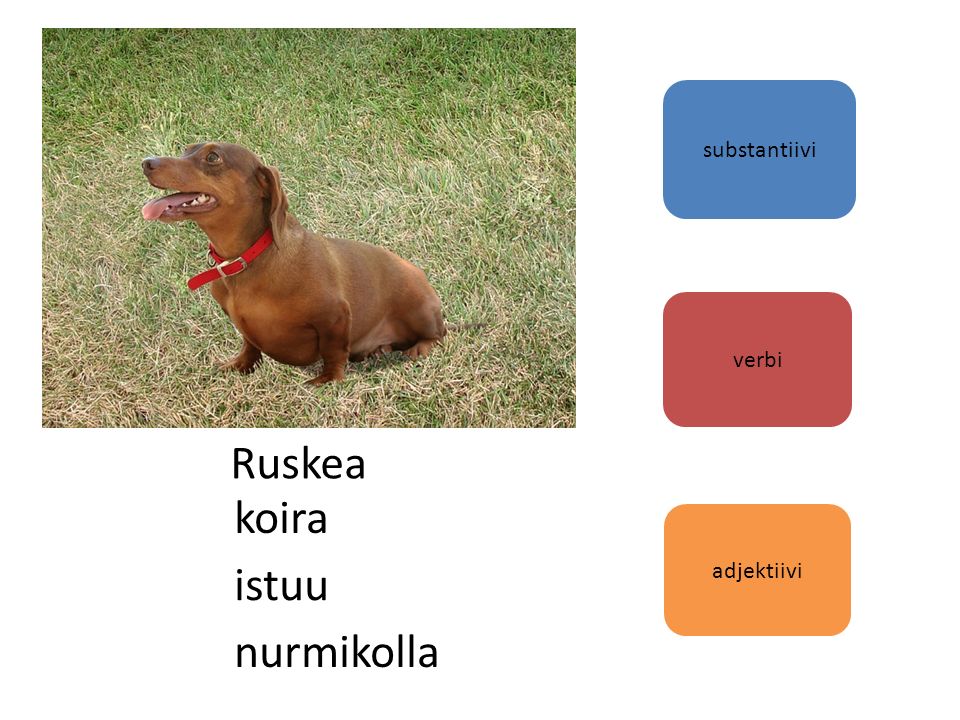 adjektiivi verbi substantiivi Ruskea koira istuu nurmikolla