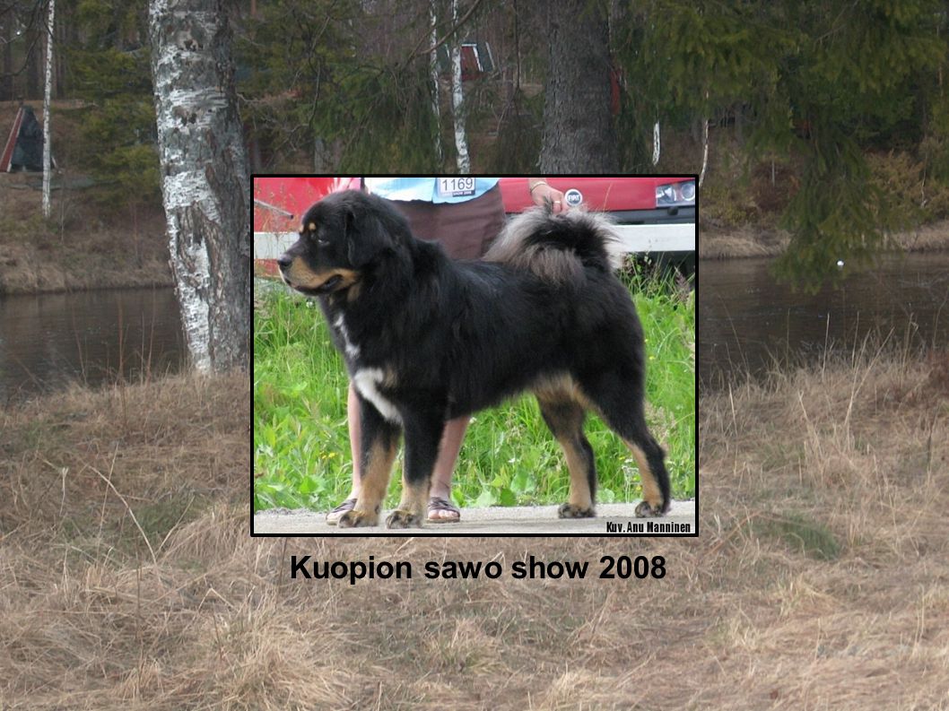 Kuopion sawo show 2008