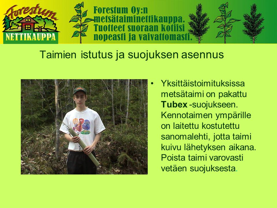 Taimien i stutus ja suojuksen asennus •Yksittäistoimituksissa metsätaimi on pakattu Tubex -suojukseen.