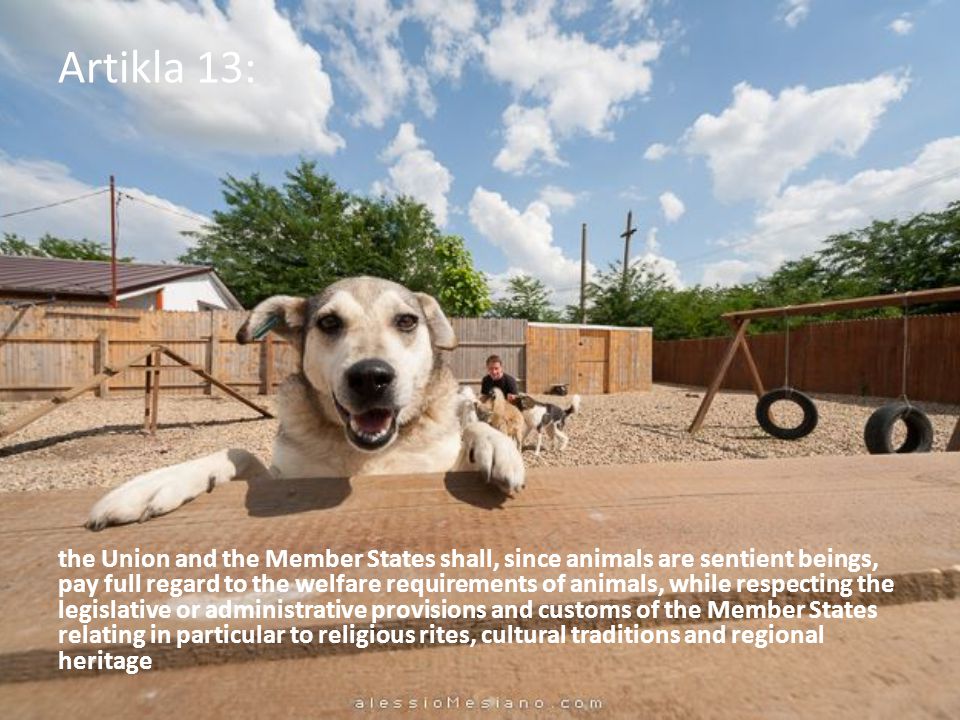 Artikla 13: the Union and the Member States shall, since animals are sentient beings, pay full regard to the welfare requirements of animals, while respecting the legislative or administrative provisions and customs of the Member States relating in particular to religious rites, cultural traditions and regional heritage