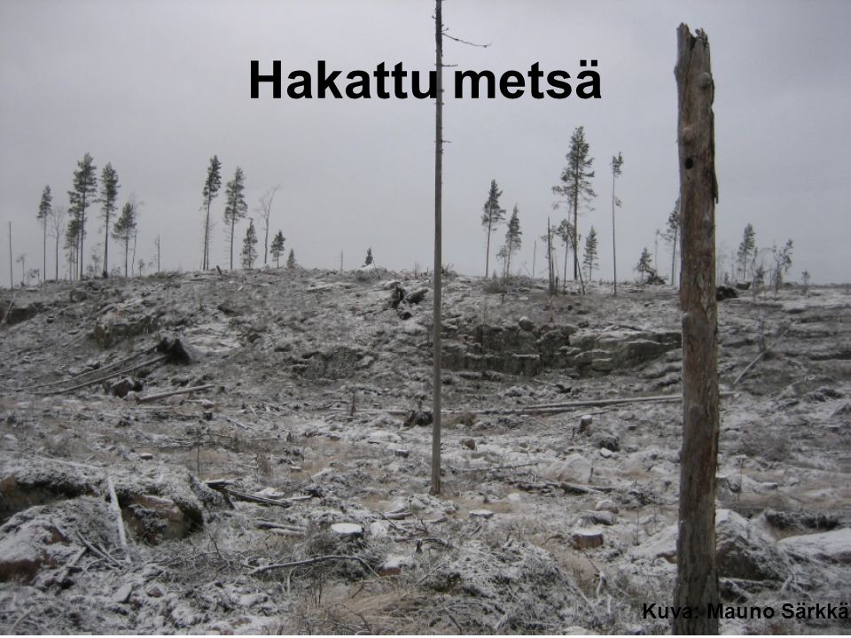 Hakattu metsä Kuva: Mauno Särkkä