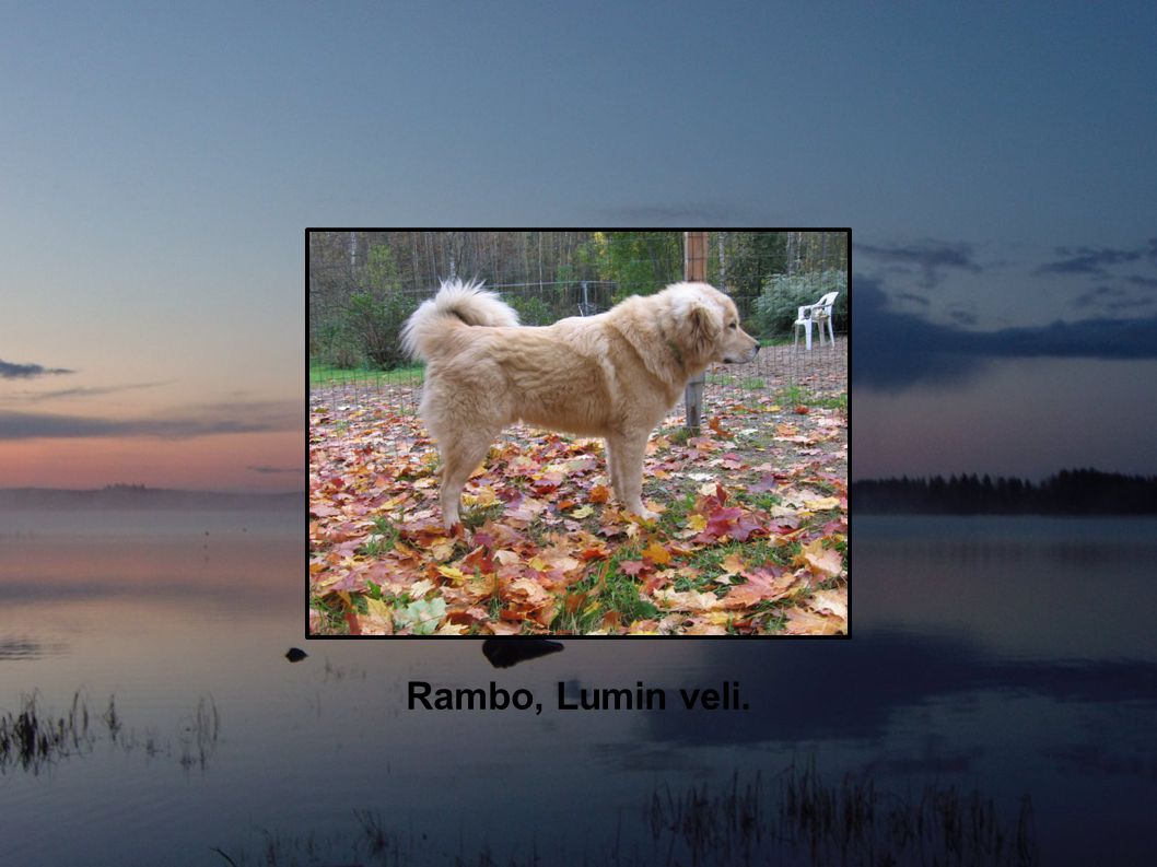 Rambo, Lumin veli.