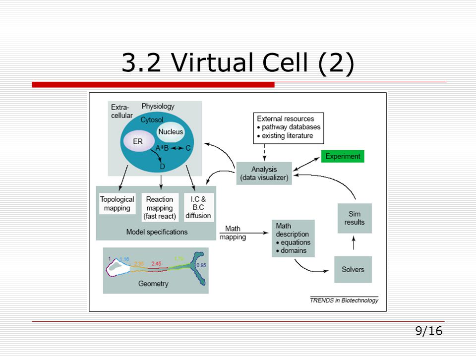 3.2 Virtual Cell (2) 9/16