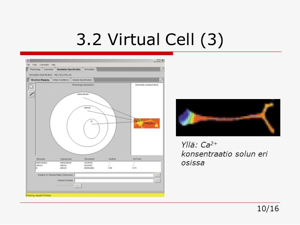 3.2 Virtual Cell (3) 10/16 Yllä: Ca 2+ konsentraatio solun eri osissa