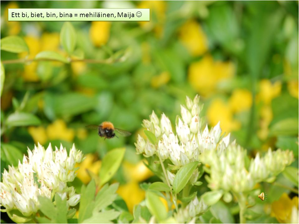 Ett bi, biet, bin, bina = mehiläinen, Maija